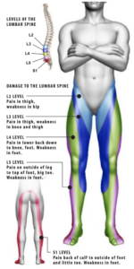 levels of the lumbar spine 